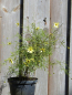 Preview: Mädchenauge Moonbeam (Coreopsis verticilata "Moonbeam") im Container